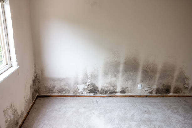 Best Real Estate Mold Inspection  in Glasgow, OR